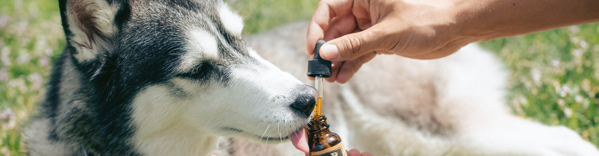 Best CBD products for healthy pets!